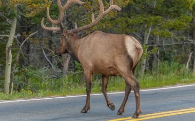 Colorado Helps Critters Cross the Road